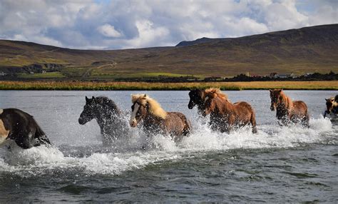 Horse riding adventures in Iceland | Ampascachi