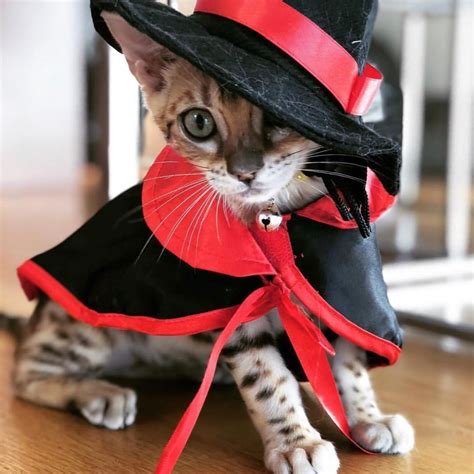 15 Best Halloween Costumes For Cats