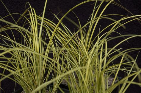 Photo #17886 | Carex brunnea 'Jenneke' | plant lust