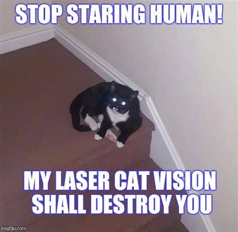 Laser cat vision - Imgflip