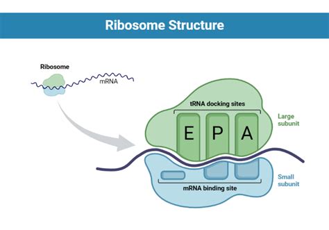 Ribosome Structure | BioRender Science Templates