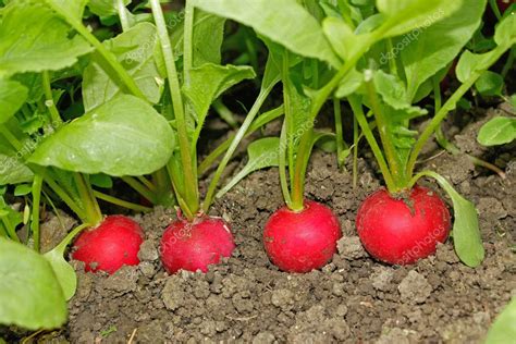 Radishes growing in soil — Stock Photo © Markit #5552027