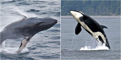 Orca Vs Blue Whale