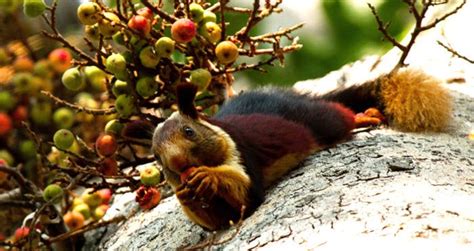 Meet The Indian Giant Squirrel, The Exotic Rainbow Rodent