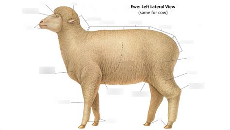 Ewe Surface Anatomy Diagram | Quizlet