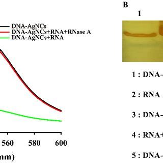 (A) Specificity of the RNase A activity assay. [RNase A]=1μg/mL,... | Download Scientific Diagram