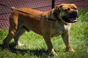 6 Best Boerboel Breeders in California! (2024) - Breeder Best