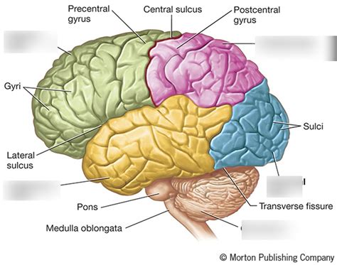 BRAIN LOBES Diagram | Quizlet