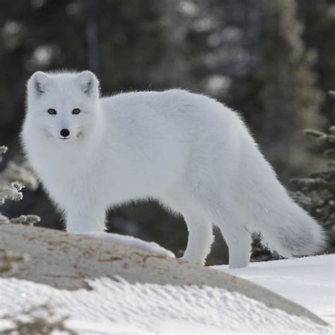 Tundra Biome Animals