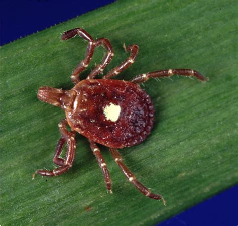 Lone Star Tick - Plant & Pest Diagnostics