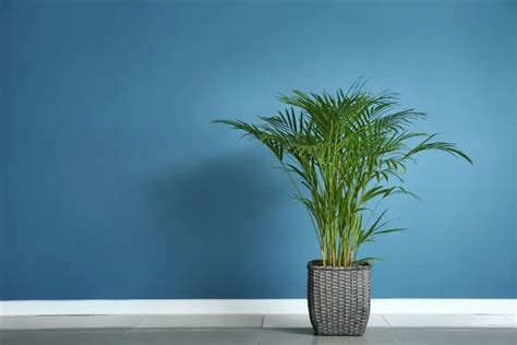 Areca Palm Houseplant Care: How to Grow Areca Palm Indoors