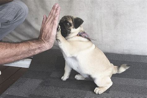 Pug Training 101: Teaching Your Pug to Shake & High Five - The Pug ...