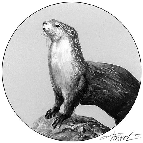 River Otter Drawing at PaintingValley.com | Explore collection of River Otter Drawing