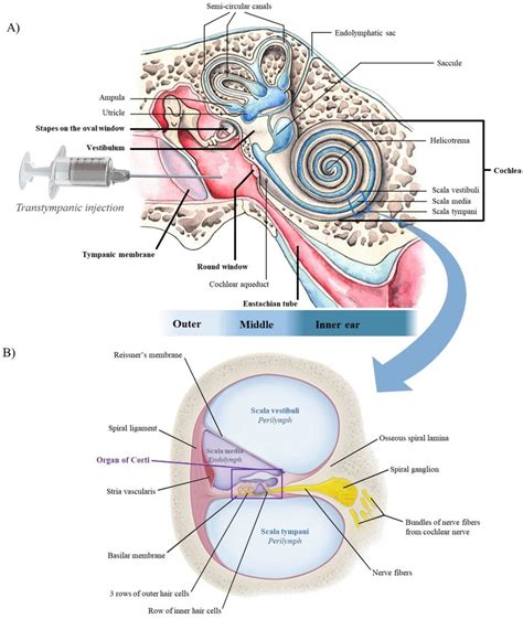 Ear Cochlea Diagram