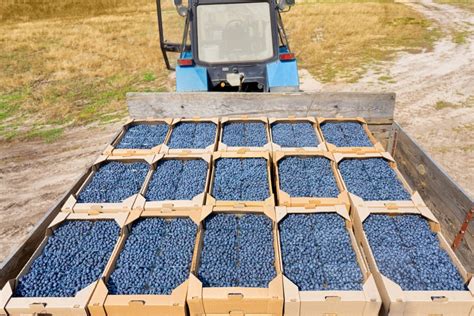 How is the Industry Improving QC in Commercial Blueberry Harvesting