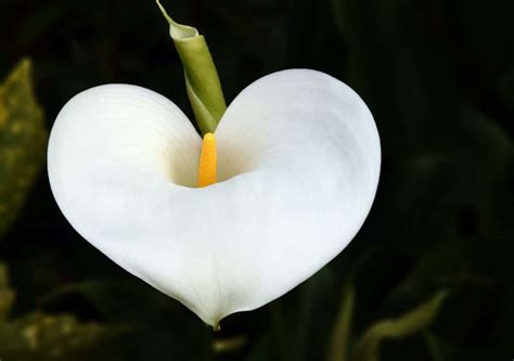 Pour le jardin, 10 des plus belles fleurs blanches - Jardin de Grand Meres