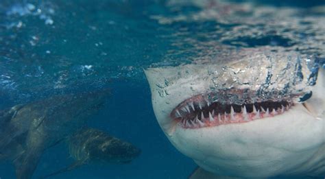 Different Types of Shark Teeth - American Oceans