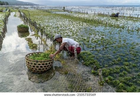 2,960 Seaweed Farm Stock Photos, Images & Photography | Shutterstock