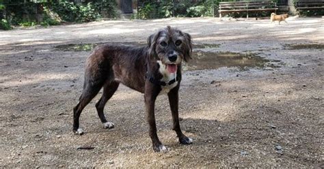 The Boxerdoodle (Boxer Poodle Mix) Is A Real Thing: Is Your Mind Blown?