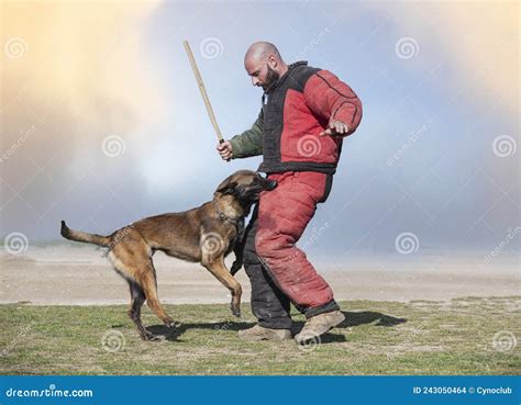 Training of Belgian Shepherd Stock Photo - Image of ring, malinois: 243050464