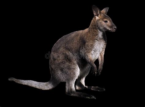 Kangaroo Brown Isolated at Black Stock Photo - Image of rufus, wallaby: 88531878