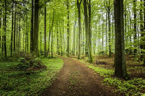 Summer forest road - free photo