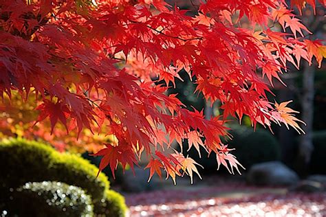 Many Colorful Leaves Falling Off Of A Maple Tree Background, Autumn, Season, Leaves Background ...