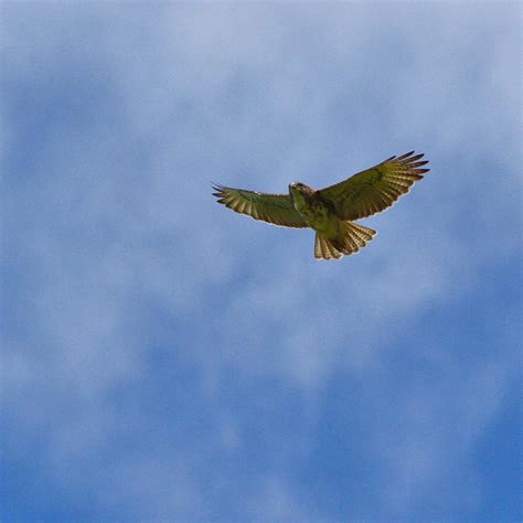 Hawaiʻi Birding Trails | Hawaiian hawk