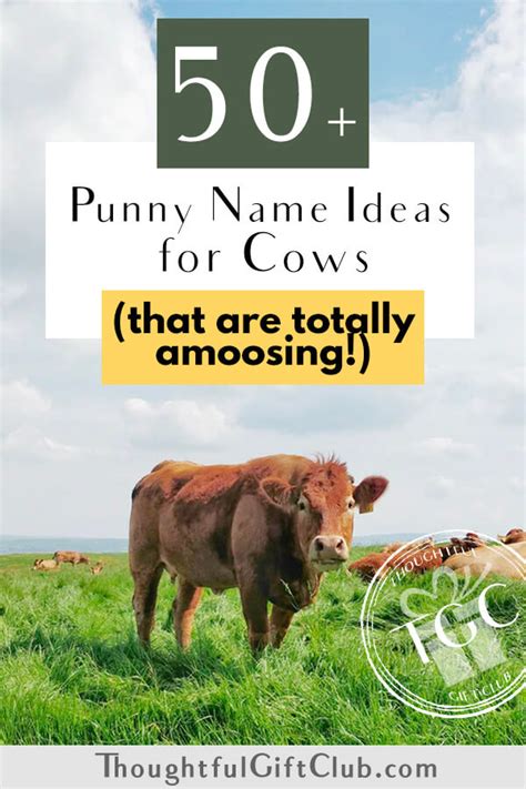 Clever Cow Names - All About Cow Photos