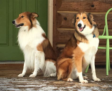 Info about our Scotch Collie Puppies — Hycottage Farm