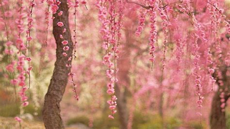 Cherry Blossom Desktop Background - WallpaperSafari