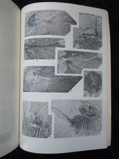 EVOLUTION AND MORPHOLOGY OF THE TRILOBITA TRILOBITOIDEA AND MEROSTOMATA FOSSILS AND STRAT 1975