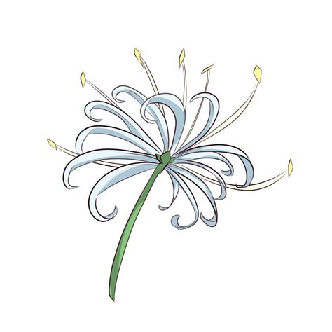 Lycoris Radiata White, Lycoris, Flower, Illustration PNG Transparent ...