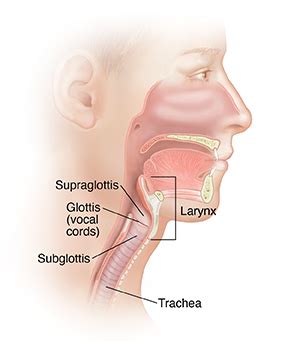 Laryngeal Cancer: Overview | Saint Luke's Health System