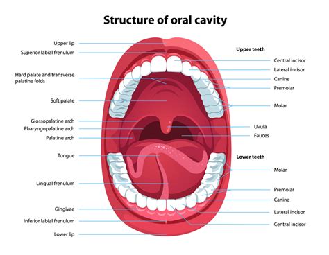 Oral Cavity Anatomy With Educational Labeled Structure Vector ...