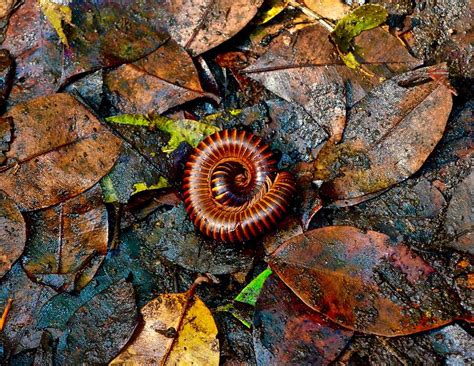 Giant African Millipede Photograph by Clifton Facey