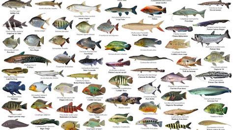 Nama Nama Ikan Laut Jenis Jenis Ikan Laut Indonesia Nama Nama Ikan - Riset