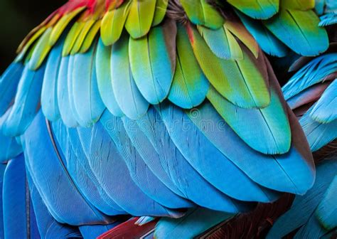 Close Up of Parrot Feathers for Background Stock Photo - Image of jungle, amazon: 68863438