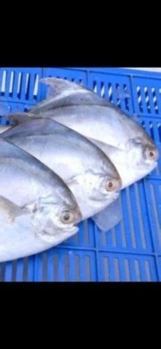 White Pamphlet Fish at Rs 650/kg in Jajpur | ID: 2850051253733