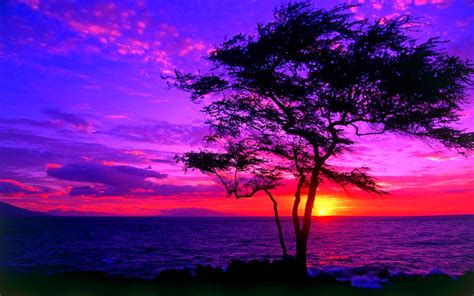 Download Purple Nature Sunset HD Wallpaper