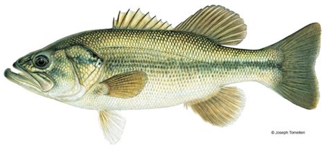 largemouthbass – anatomy widget – Wildlife Leadership Academy