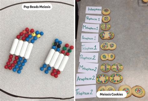 18 Unique And Hands-On Meiosis Activities - Teaching Expertise