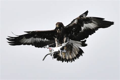 Latest Drone News: Swiss Stop Drone-Fighting Eagles - Bloomberg