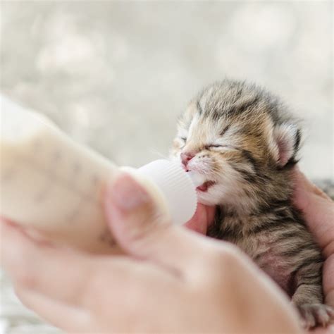 Caring For Newborn Kittens | ThriftyFun