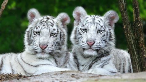 White Tiger Cubs Wallpaper - WallpaperSafari