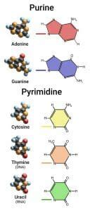 Pyrimidine - The Definitive Guide | Biology Dictionary