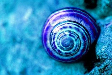 Blue Snail | Creatures of beauty | Pinterest