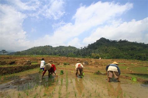 Planting Farming System with Swales Editorial Photography - Image of ...