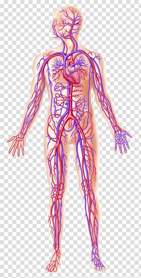 Anatomy Of A Blood Vessel