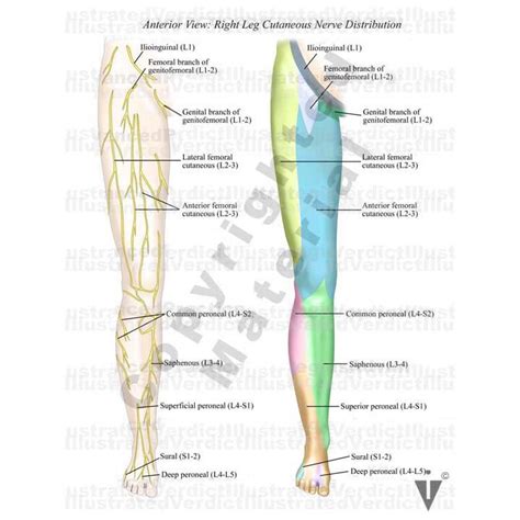 Lower Extremity Peripheral Nerve Distribution